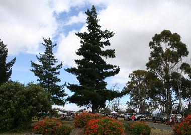 mktrees.jpg